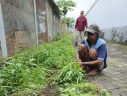 Program Ketahanan Pangan Dibalik Tembok Penjara Berbuah Hasil saatnya Panen Sayur, WBP Lapas Parepare Sumringah