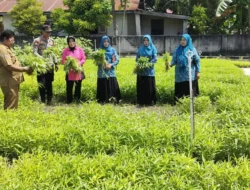 Jaga Ketahanan Pangan, Polsek Pasimarannu Selayar Manfaatkan Pekarangan Tanam Sayuran