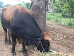 Sapi Kurban Milik Prabowo Subianto di Gowa Seberat 850 Kilogram