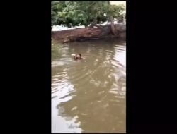 Viral! Pelaku Judi Sabung Ayam Lompat ke Danau Saat Digerebek Polisi