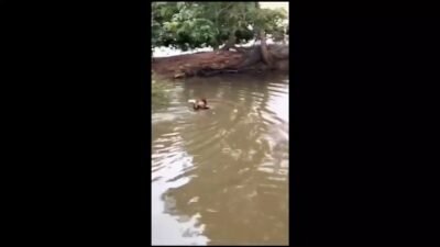 Viral! Pelaku Judi Sabung Ayam Lompat ke Danau Saat Digerebek Polisi