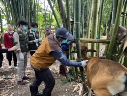 120 Ekor Sapi Terjangkit PMK di Maros, Mahasiswa Unhas Gelar Vaksinasi Gratis 
