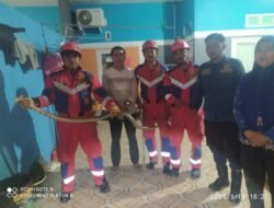 Damkar Gowa Evakuasi Ular Kobra Tiga Meter dari Rumah Warga di Pattalasang