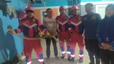 Damkar Gowa Evakuasi Ular Kobra Tiga Meter dari Rumah Warga di Pattalasang