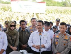 Panen Raya Jagung Serentak Jadi Momentum Percepatan Swasembada Pangan
