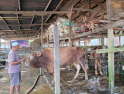 DPRD Makassar Minta Pengawasan Ketat Hewan Kurban Jelang Iduladha 2025