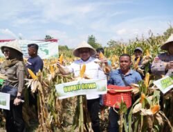 Panen Melimpah, Gowa Hasilkan 7.153 Ton Jagung