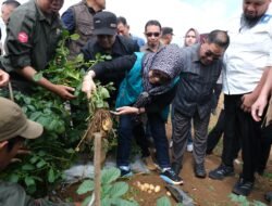 Gowa Genjot Produktivitas Kentang dan Sapi Potong Melalui Kolaborasi Lintas Lembaga
