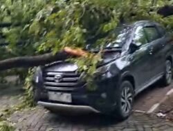 Pohon Tumbang  Timpa Empat Mobil Milik Pegawai Pemprov Sulsel 