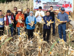 Sinergi Unhas dan Pemkot Parepare Berbuah Manis, Panen Perdana Jagung Jago Digelar