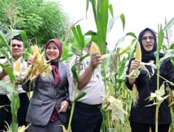 Aliyah Mustika Ilham Hadiri Panen Raya di Lapas Kelas I Makassar, Dukung Pembinaan Kemandirian Warga Binaan