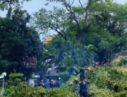 Waspada Pohon Tumbang di Makassar, Warga Diminta Hubungi DLH Lewat Nomor Ini