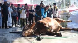 Sapi Kurban Presiden di Makassar Bobot 923 Kg, Appi: Bentuk Kepedulian Pemerintah kepada Masyarakat
