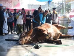 Sapi Kurban Presiden di Makassar Bobot 923 Kg, Appi: Bentuk Kepedulian Pemerintah kepada Masyarakat
