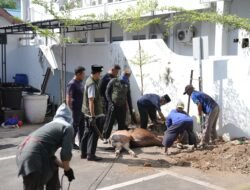 Iduladha 2026: Pemkot Makassar Salurkan Hewan Kurban untuk Masyarakat dan Cleaning Service