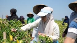 Turun ke Sawah Bersama Petani, Husniah Talenrang Tegaskan Pertanian Jadi Prioritas Gowa