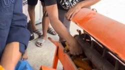 Teknologi UNM Bantu Petani Jagung Takalar Pangkas Beban Kerja dan Tingkatkan Nilai Jual