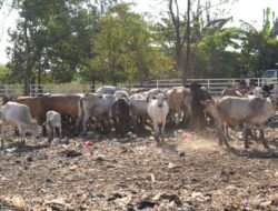Cegah Sapi Konsumsi Sampah Berbahaya, Pemkot Siapkan Penangkaran di TPA Tamangapa