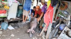 Setelah Puluhan Tahun, Peternakan Babi di Panaikang Makassar Mulai Ditertibkan