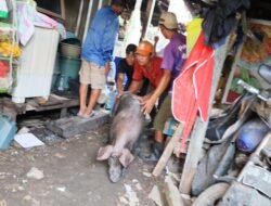 Setelah Puluhan Tahun, Peternakan Babi di Panaikang Makassar Mulai Ditertibkan